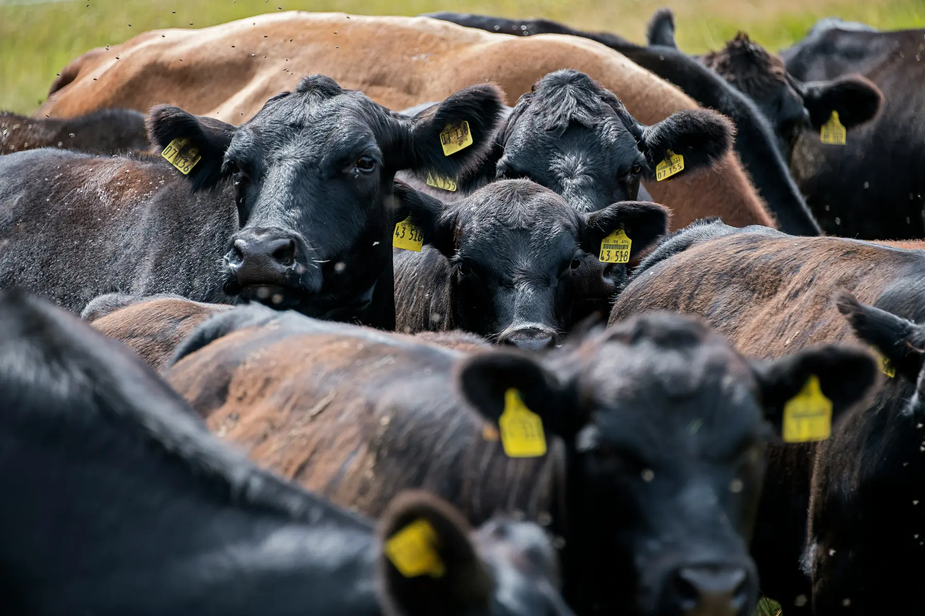Angus cattle with ear tags