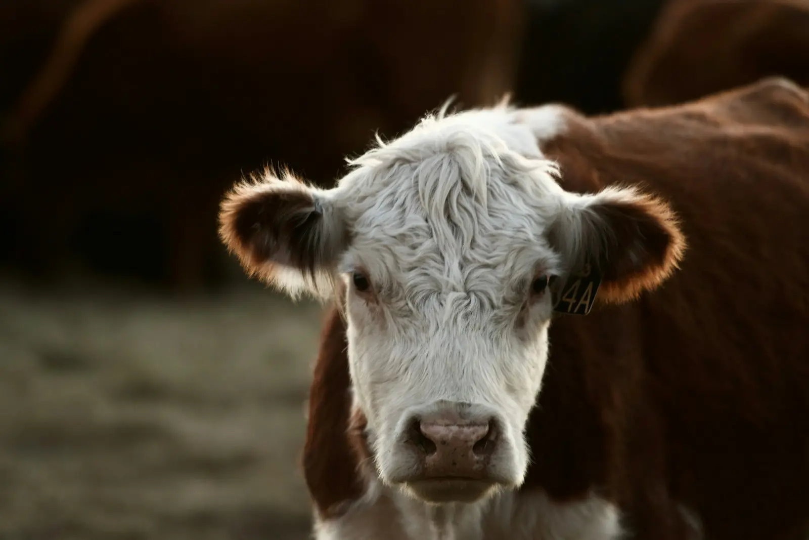 Hereford cow