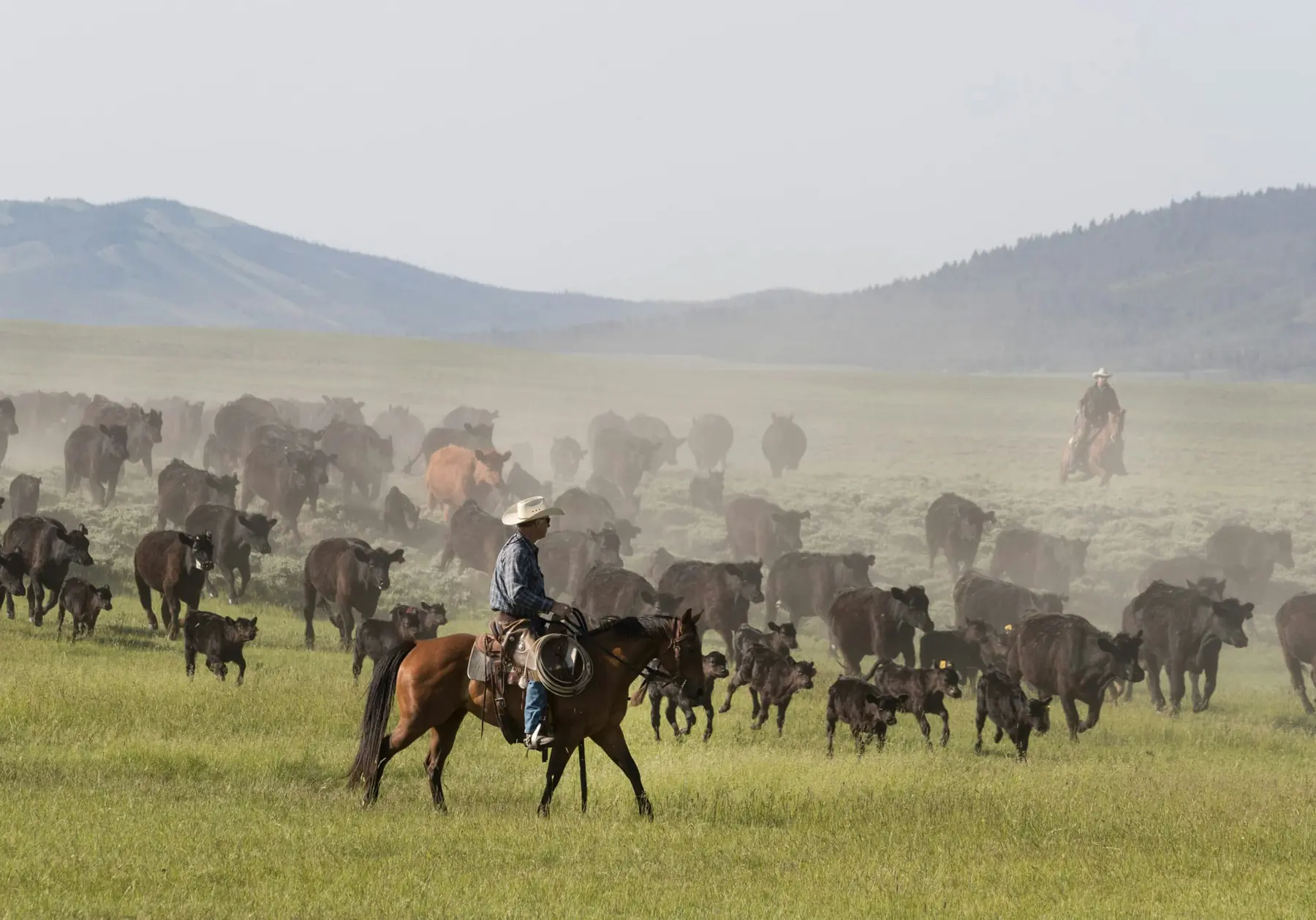 Cattle roundup on a ranch
